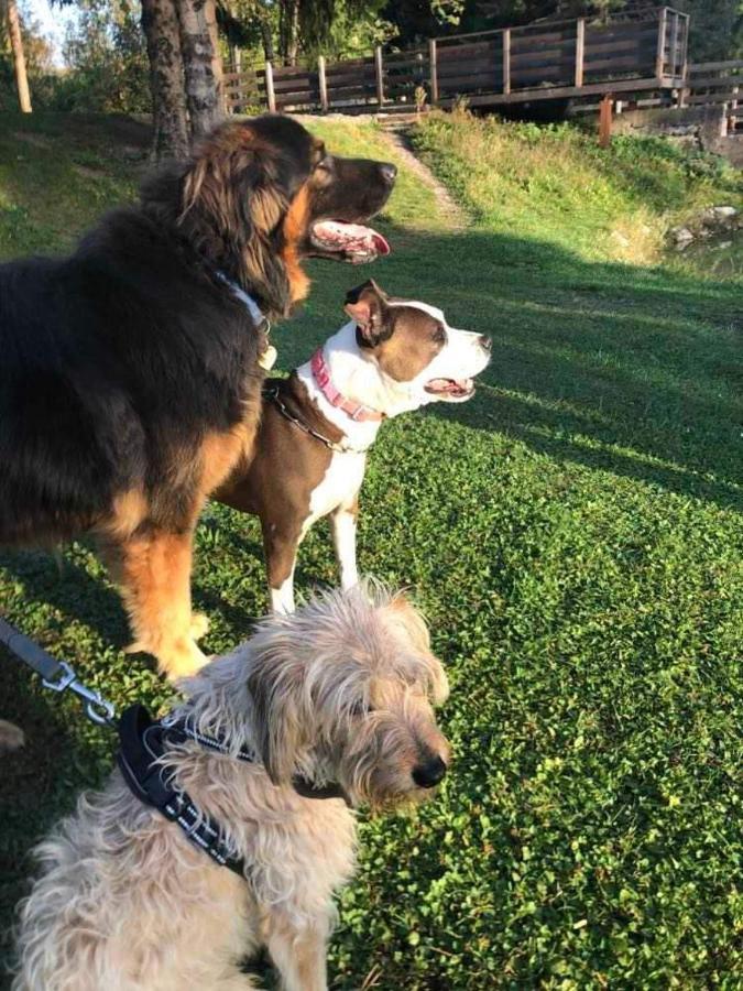 Holiday Guesthouse La Casina Di Butzi Pet Friendly - Terme Di Arta - Zoncolan Arta Terme Extérieur photo